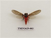 藏品(紅腳黑翅蟬)的圖片